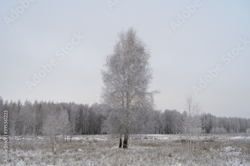 snow-covered tree in a field in winter