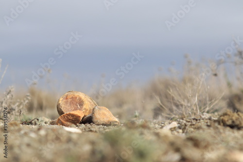 paisaje piedras anaranjadas en campo con hierva y fondo de cielo