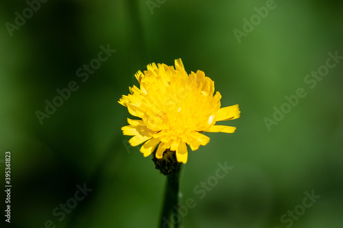 Sow Thistle