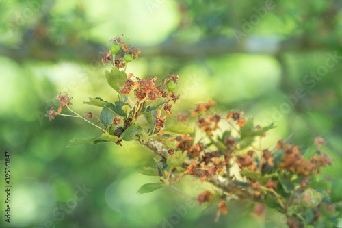 autumn leaves in the forest