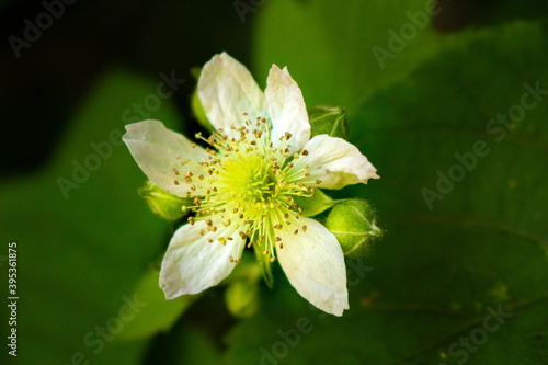 close up of white flower