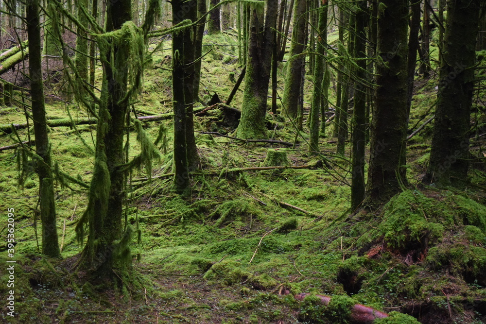 Fototapeta premium trees in the forest