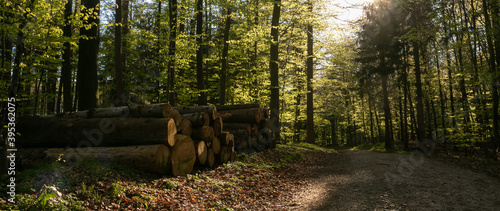 wood pile with tree trunks at a forest path in spring, banner photo