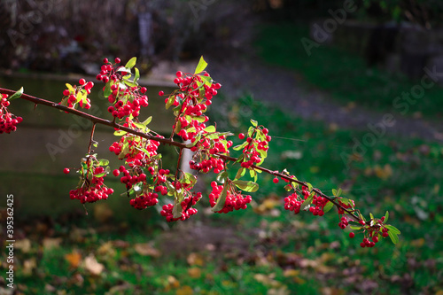 Red berries branch