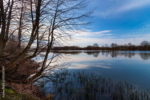 Reflection of dry trees in the lake in spring.