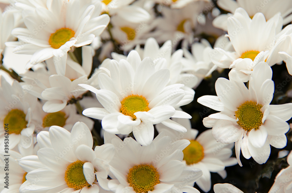 Fototapeta premium white flowers on a white background