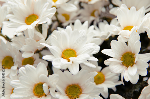 white flowers on a white background