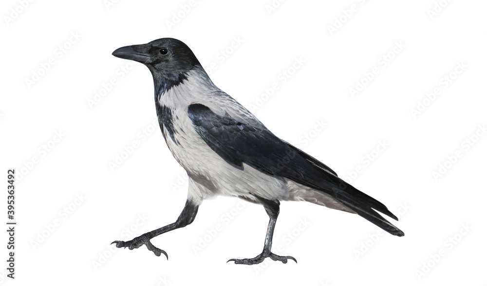 hooded crow (Corvus cornix) isolated on White background hooded crow (Corvus cornix) isolated on White background