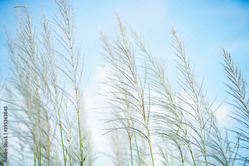 White Tall Reeds Grass Flower White Tall Reeds Grass Flower