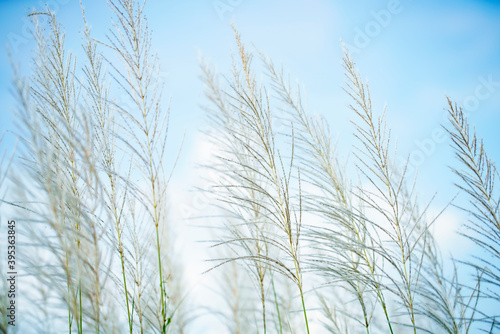 White Tall Reeds Grass Flower