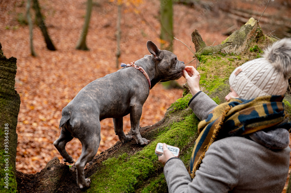 Dog owner Training a french bulldog with dog treats in the woods Dog owner Training a french bulldog with dog treats in the woods