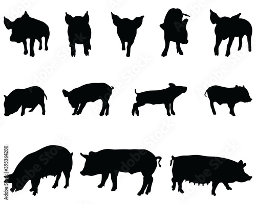Black silhouettes pigs on a white background