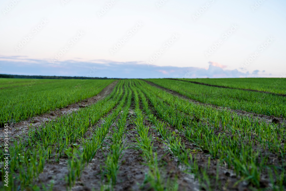 Obraz premium Close up young wheat seedlings growing in a field. Green wheat growing in soil. Close up on sprouting rye agriculture on a field in sunset. Sprouts of rye. Wheat grows in chernozem planted in autumn.