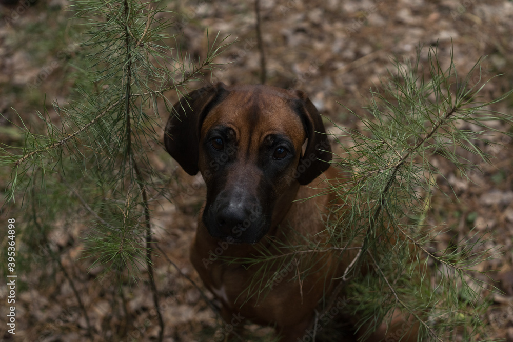 Beautiful dog rhodesian ridgeback hound outdoors on a forest background