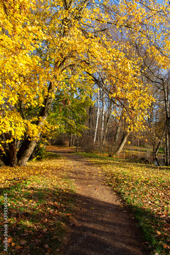 Naklejka premium autumn landscape path in the Park