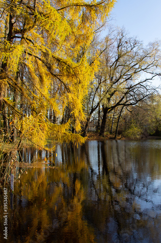 Fototapeta Naklejka Na Ścianę i Meble -  autumn landscape forest pond surrounded by trees