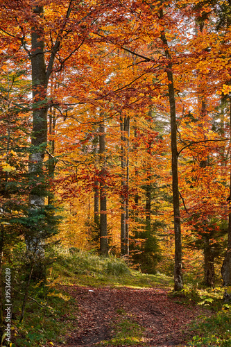 Colorful forest in the fall © Xalanx