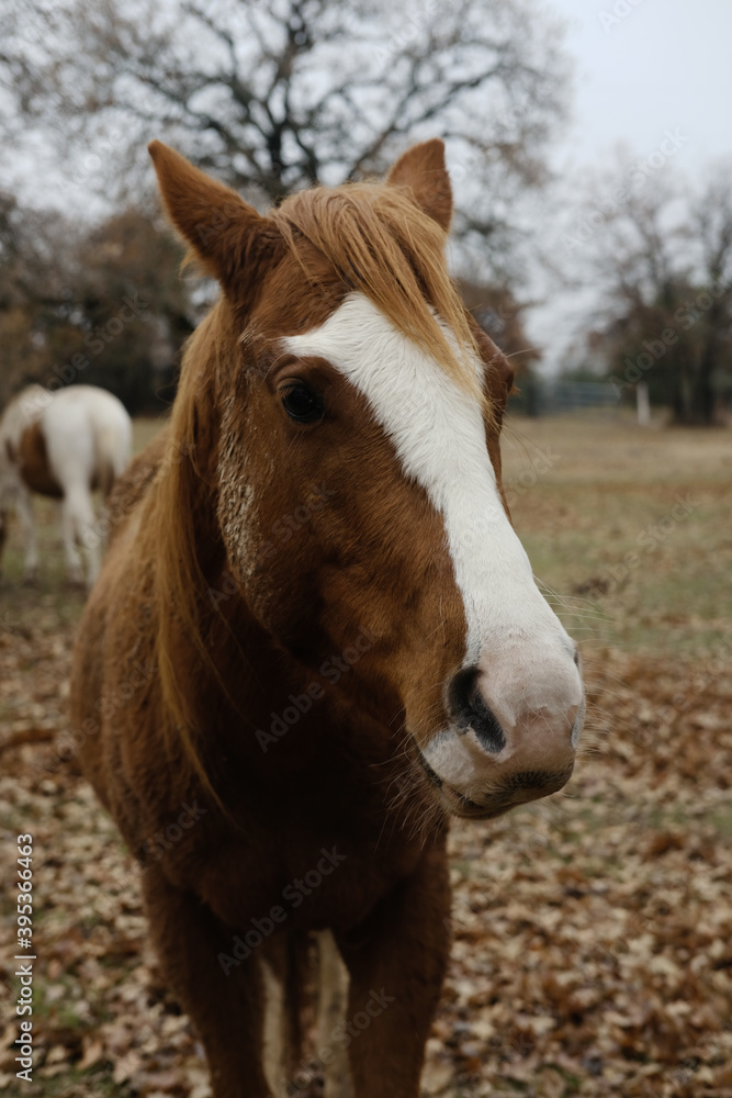 Moody quarter horse portrait close up during winter on farm.