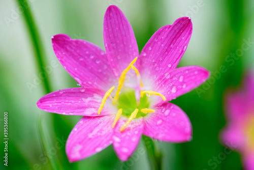 pink rain lily flower