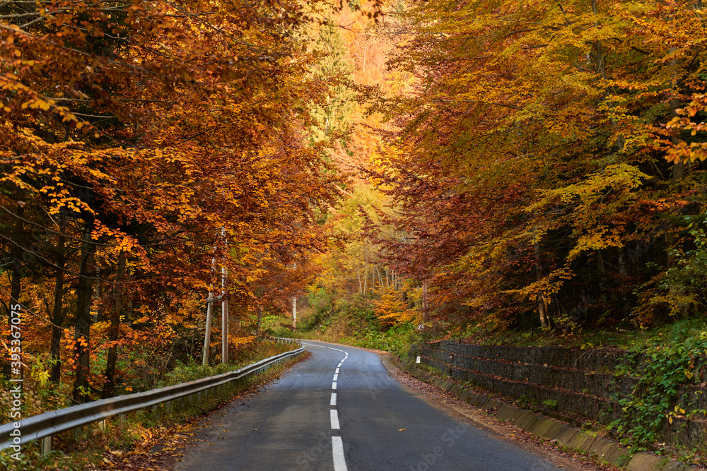 Road through forest during fall season