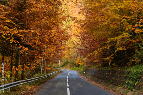 Road through forest during fall season