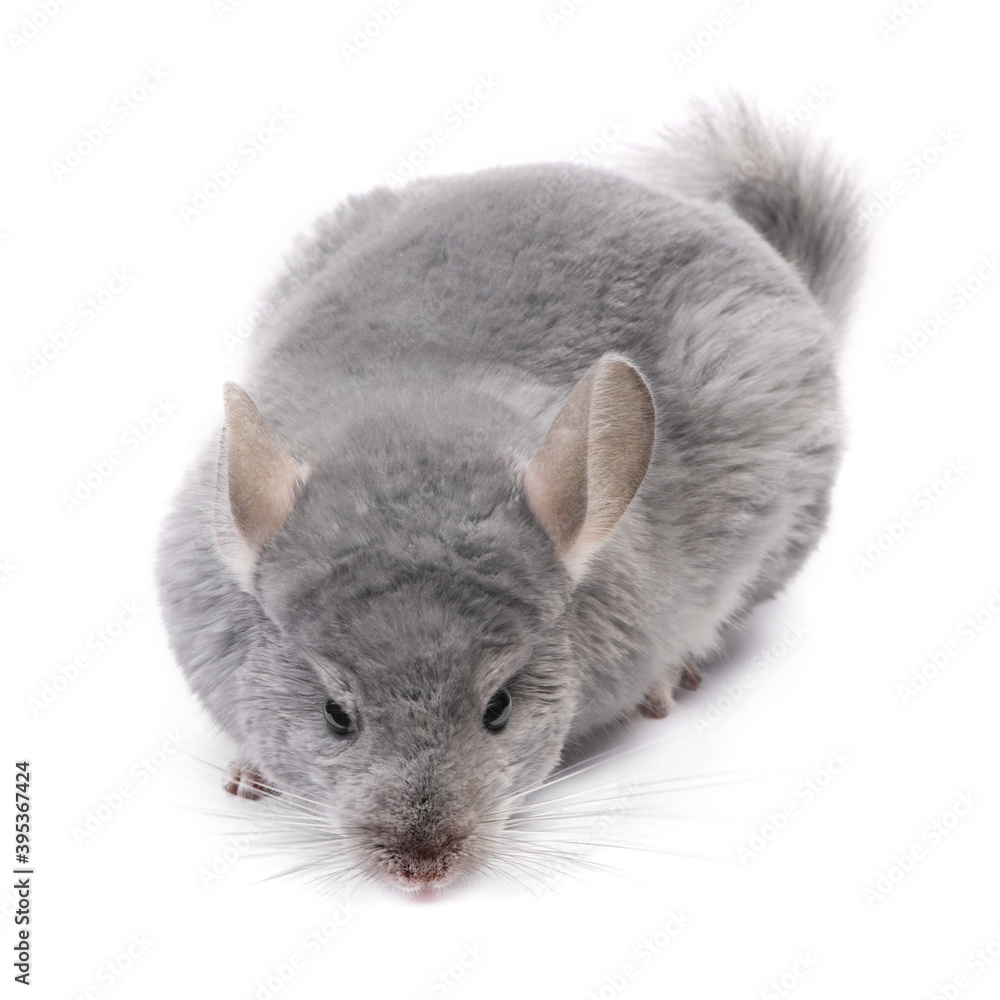 Obraz premium Сhinchilla at white background