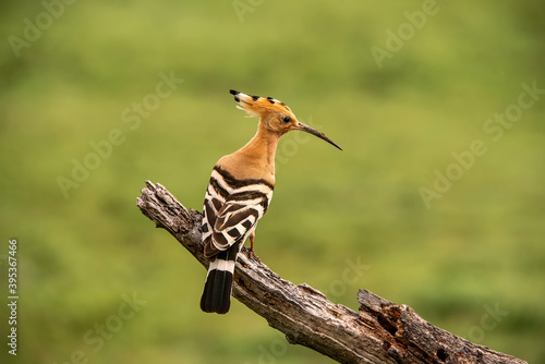 hoopoe perched on a dry log feeding © fsanchex