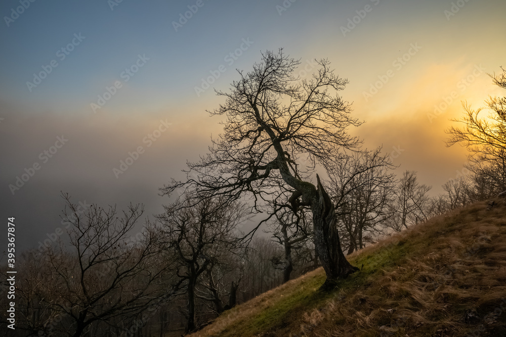 Old inclined tree on a hillside at sunset and in foggy autumn weather