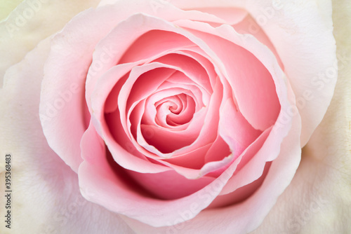 blossom rose bud