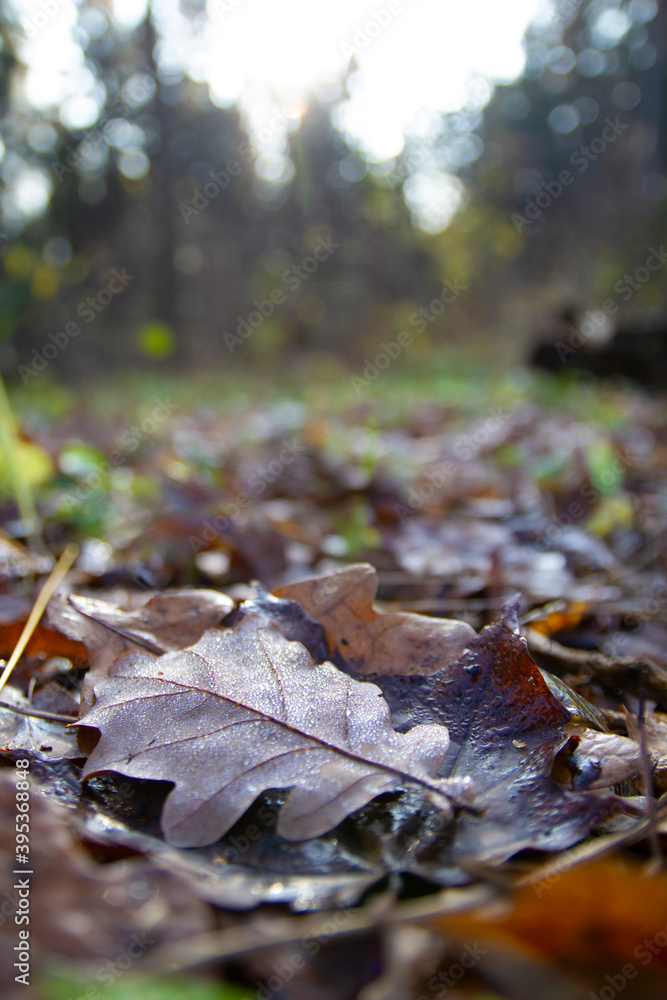 A brown oak leaf with water droplets lying on a dark green plant in autumn A brown oak leaf with water droplets lying on a dark green plant in autumn
