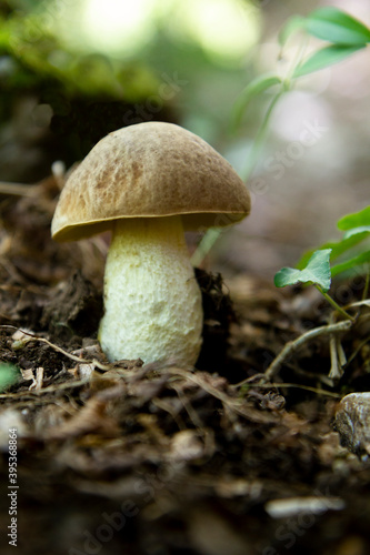 Leccinum scabrum is an edible mushroom belonging to the Boletaceae family