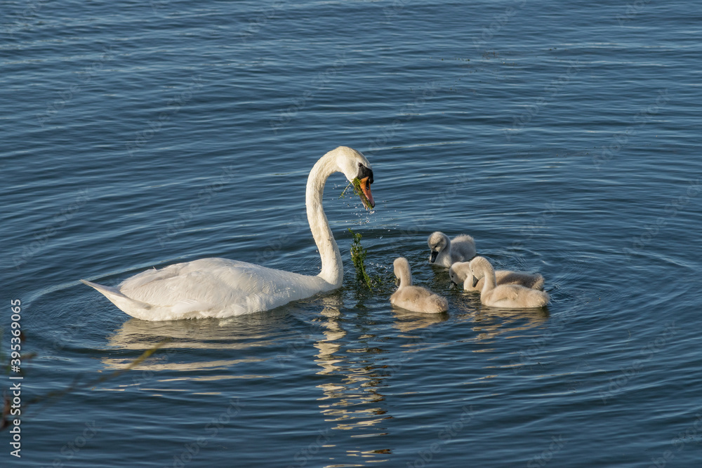 Swan feeding goslings weed on blue water in the sunshine. Three goslings and one parent family. Swan feeding goslings weed on blue water in the sunshine. Three goslings and one parent family.