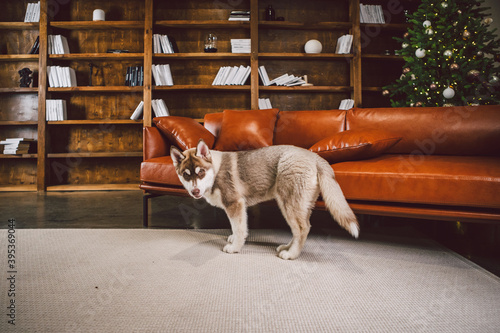 Baest friend, husky dog, puppy having fun in classic interior of luxury housing on eve of new year and Christmas, sitting on brown leather sofa in library. Theme of holidays and family comfort