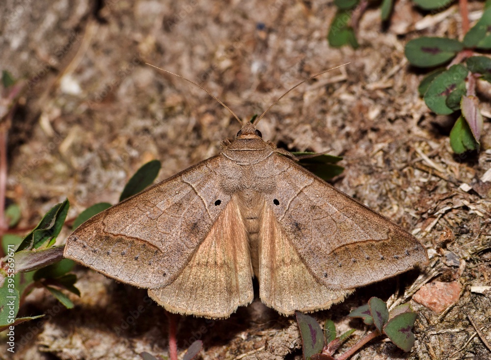 Withered Mocis Moth Mocis marcida blending in with brown ground cover in Houston, TX. Common in the Southern tropical US States. Withered Mocis Moth Mocis marcida blending in with brown ground cover in Houston, TX. Common in the Southern tropical US States.