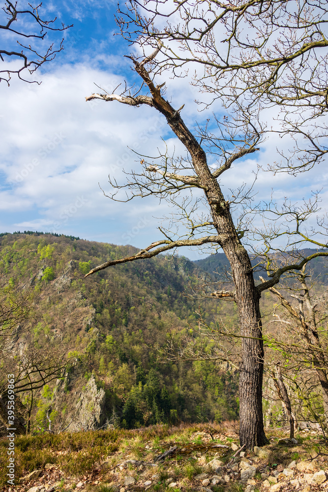 Landschaft mit Baum und Felsen im Harz