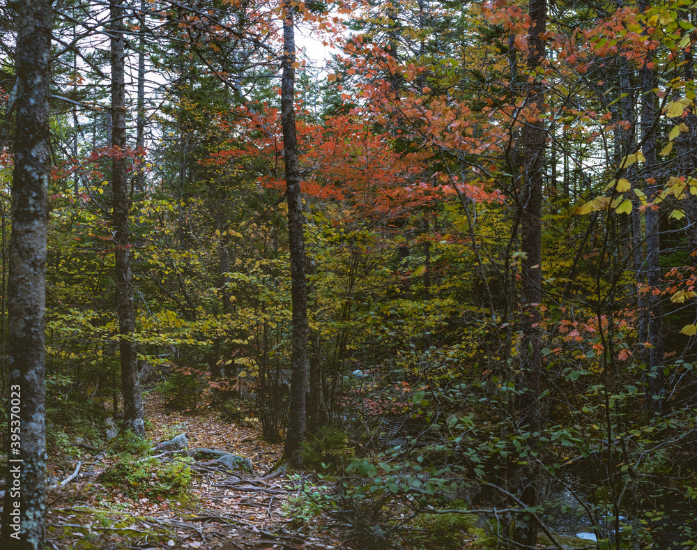 Fototapeta premium in the woods