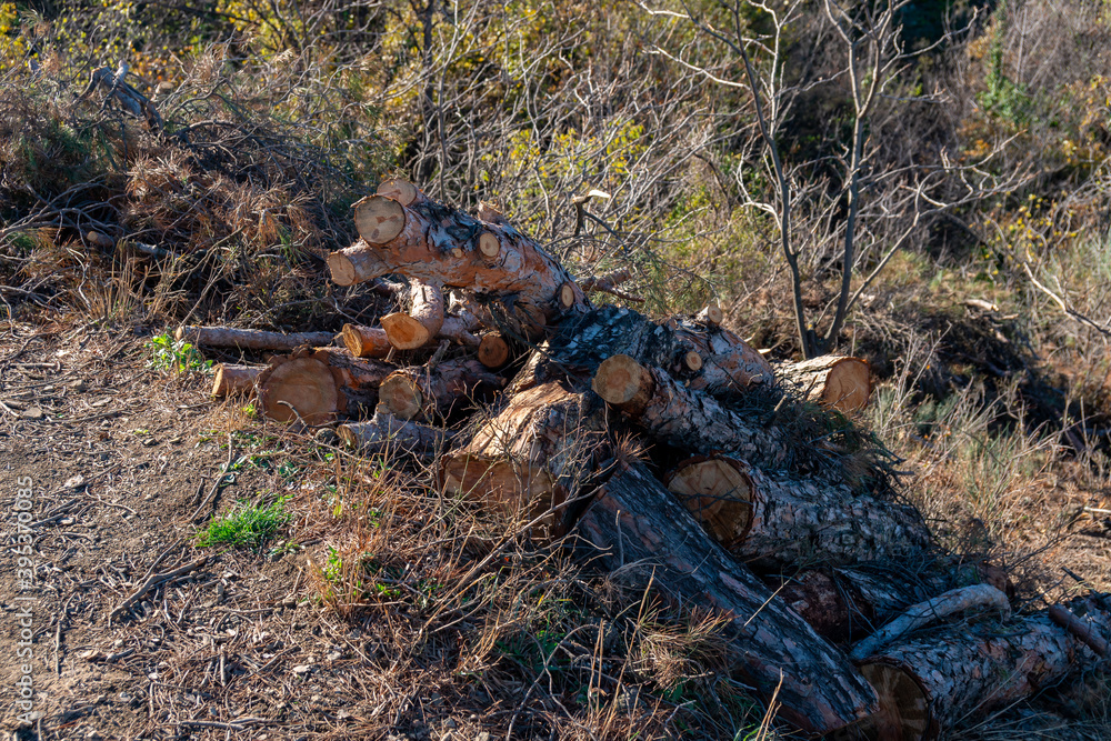 Freshly cut pine wood logs piled up near a forest road Freshly cut pine wood logs piled up near a forest road