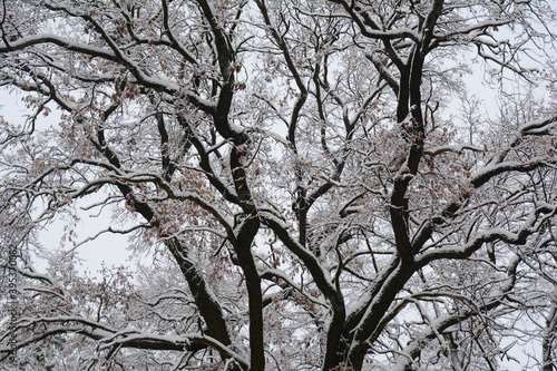 A view of a mighty, mature, old oak tree bare branches covered with snow in winter. Large oak tree background as a symbol of strength, resistance and knowledge.