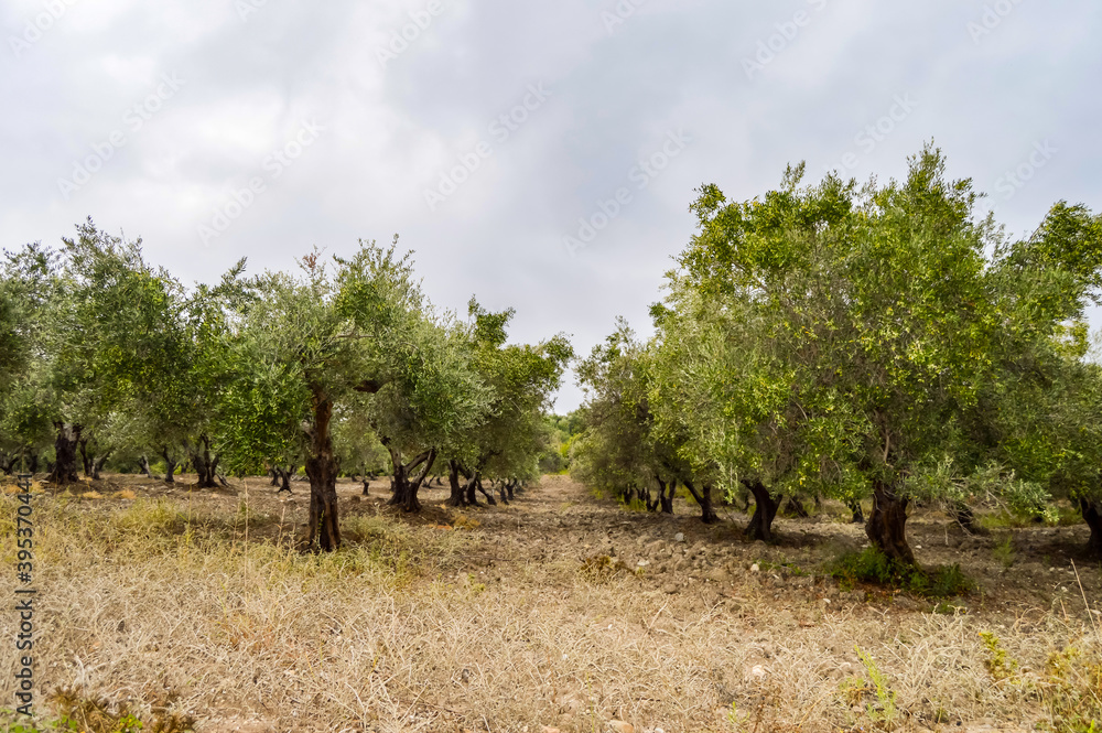 Olive plantation in Crete, the island of olive trees