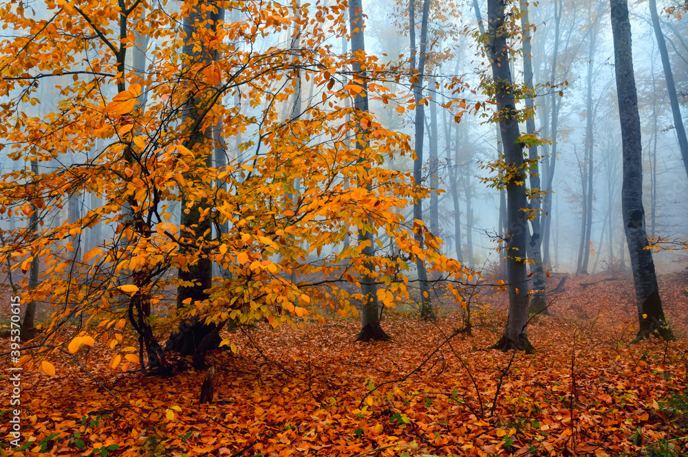 Obraz premium Fantasy foggy forest trees in the autumn mountains