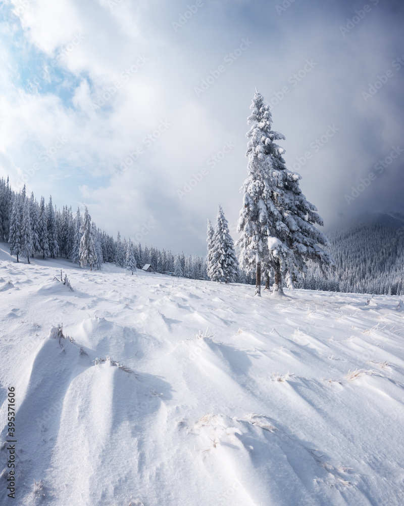 Fototapeta premium Fantastic winter landscape with snowy trees. Carpathian mountains, Ukraine, Europe. Christmas holiday concept