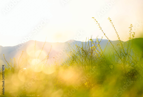 芽吹きの春の午後の木漏れ日とモズ photo