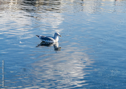 Seagull On Smooth Water © George Cole