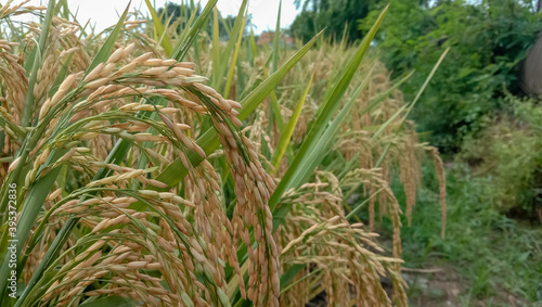 rice in ricefielfd, yellow rice photo