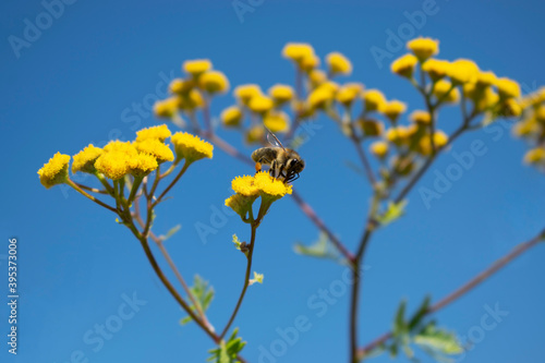 The Bee Collects Nectar From a Yellow Tansy Flower © Lina