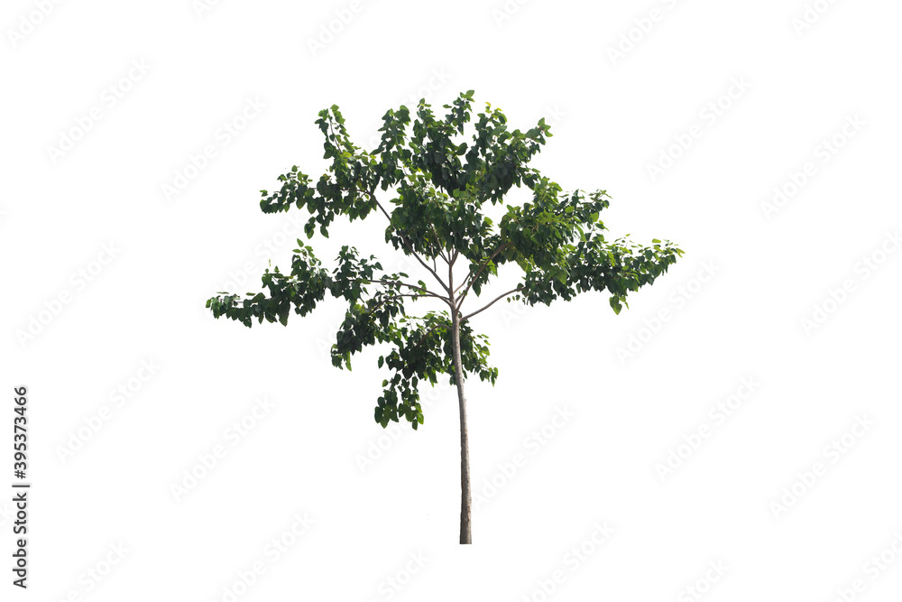 Fototapeta premium Green tree on isolated, an evergreen leaves plant di cut on white background with clipping path..