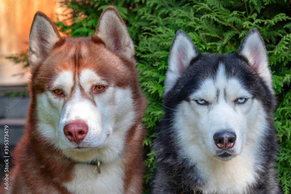 Portrait of two cute Siberian huskies.