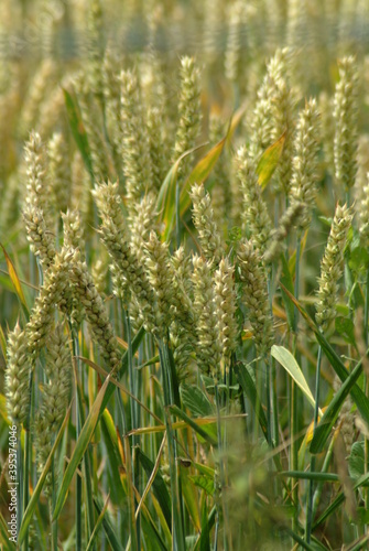 wheat field in summer