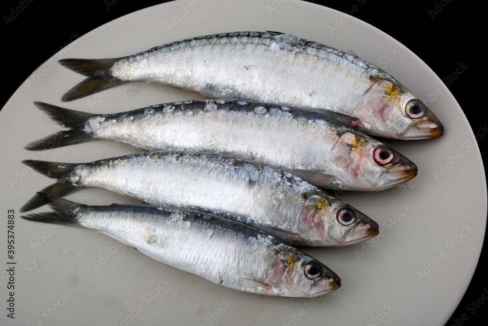 fresh and raw sardines as seafood fresh and raw sardines as seafood
