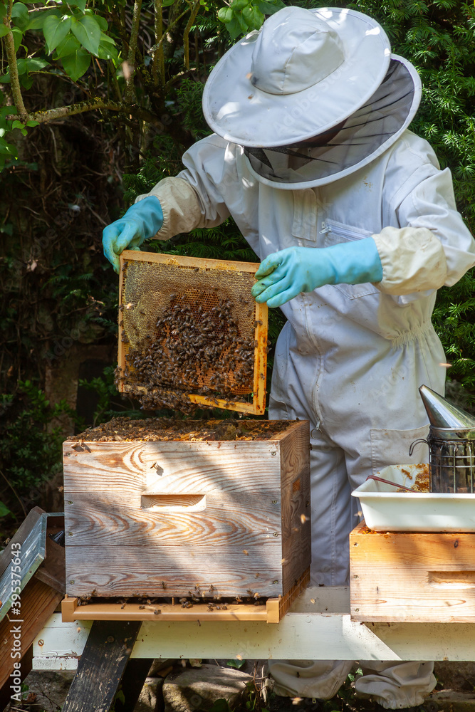 Apiculture - visite sanitaire d'une ruche - inspection des cadre de couvain